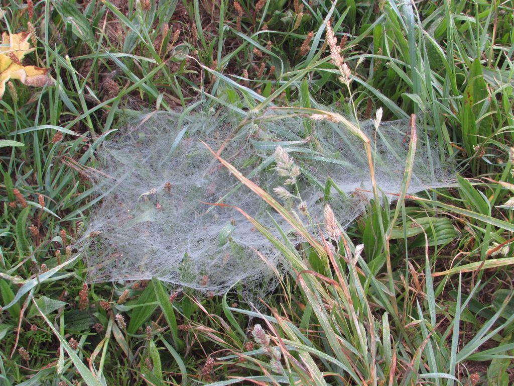 sheetweb