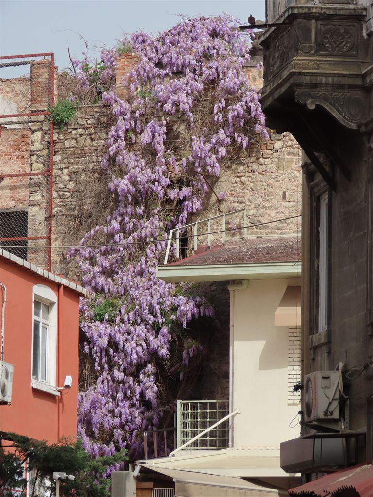 wisteria