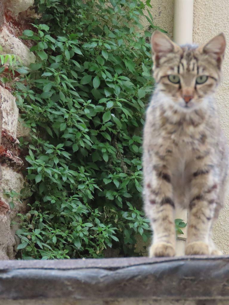 cat