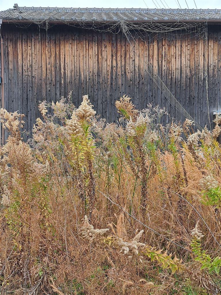 grass