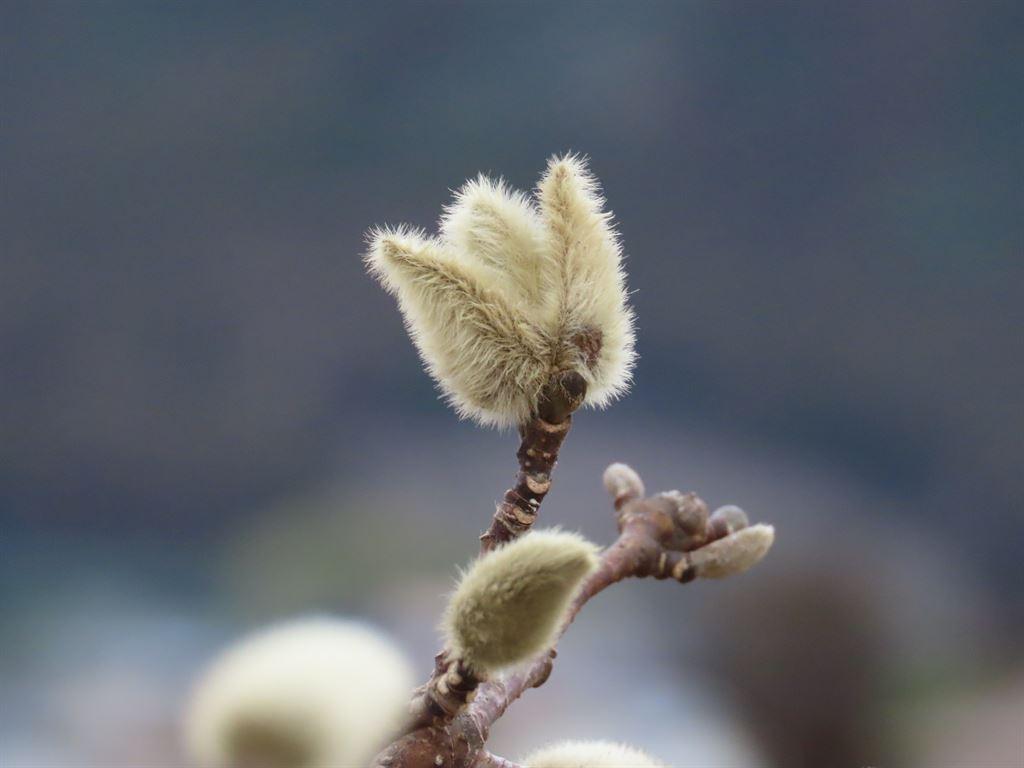 pussywillow